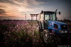 秋桜の咲く中で