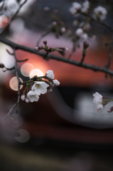 桜とアクセラと猫