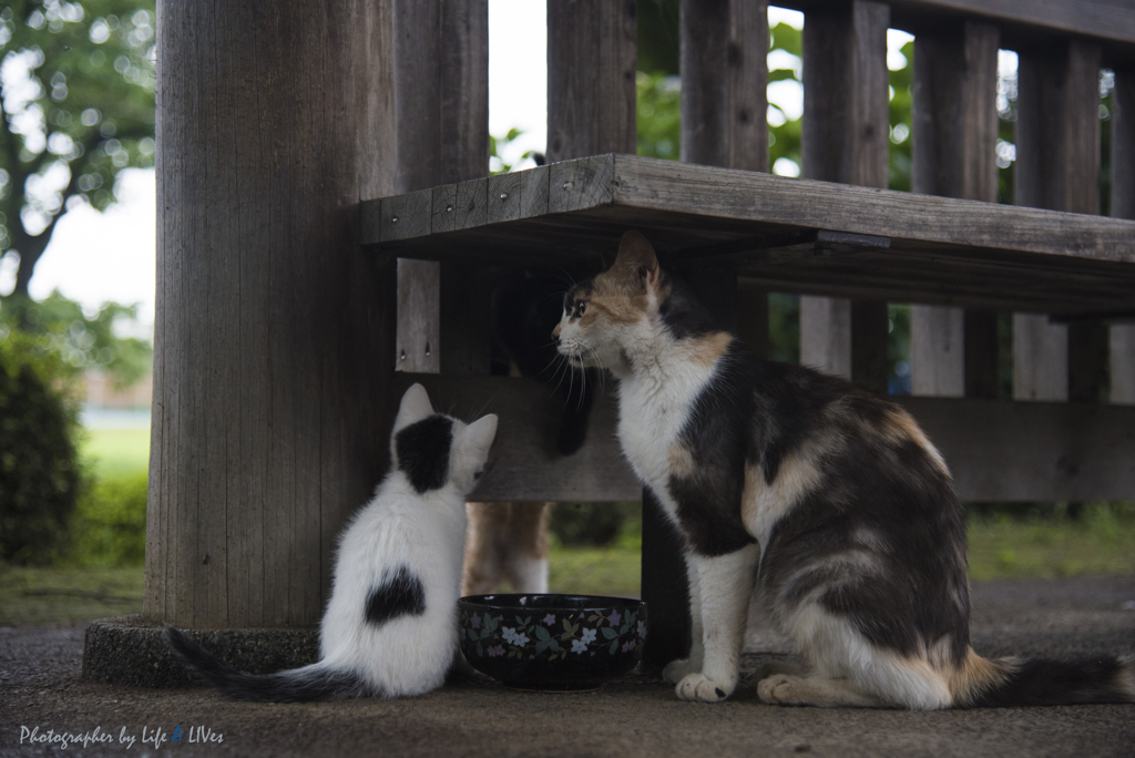 New Life