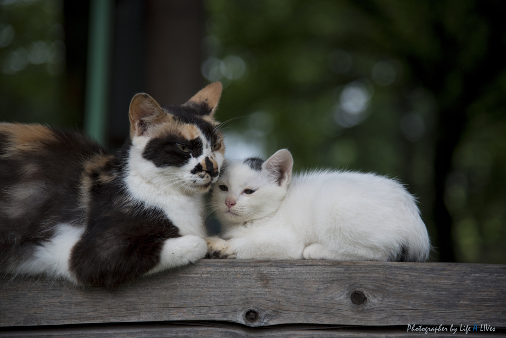 New Life