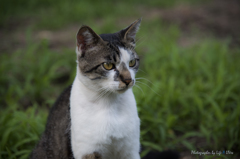 猫
