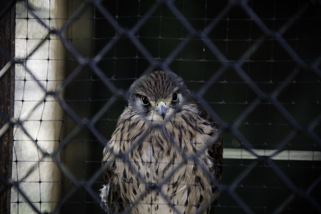 思い出の公園