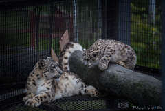 旭山動物園へ