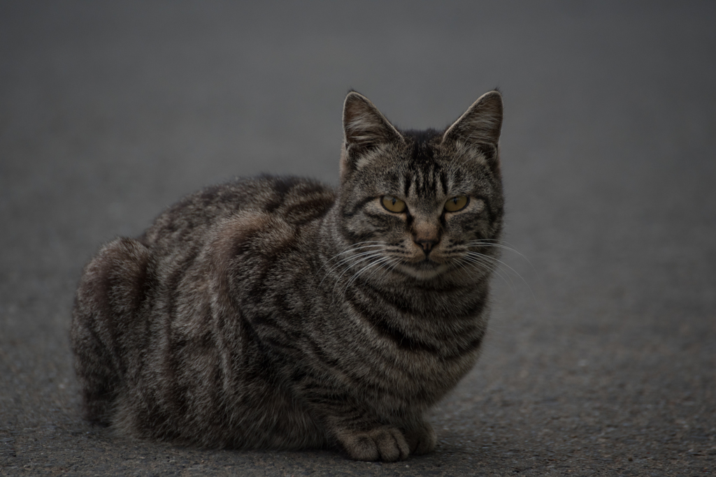 猫 (14 - 32)