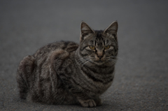 猫 (14 - 32)