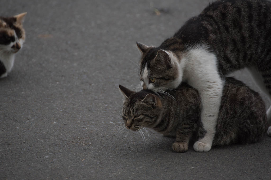 猫 (18 - 32)