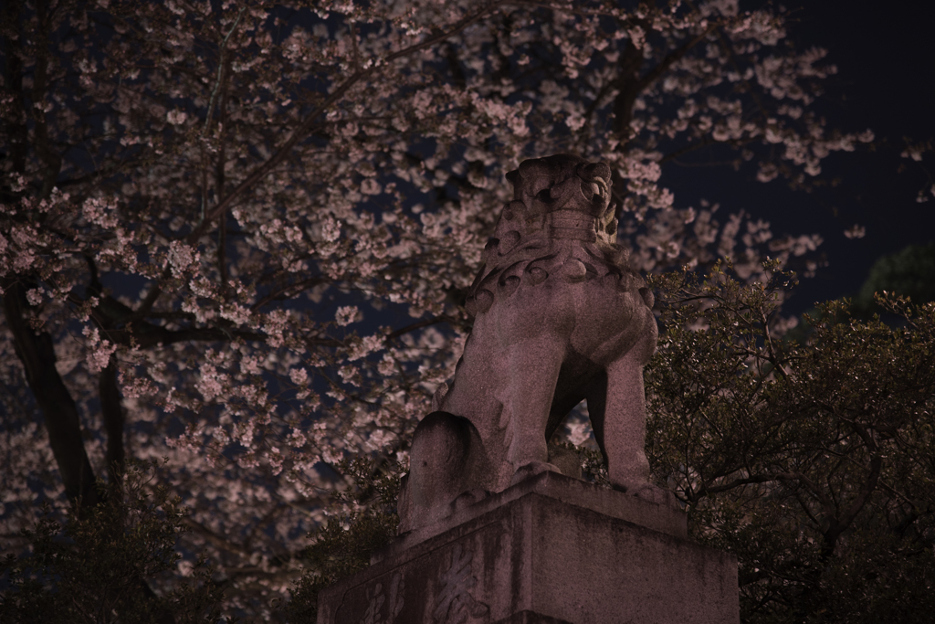 桜