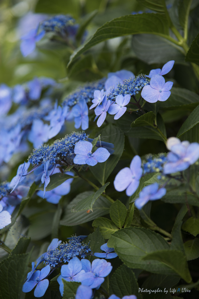 紫陽花