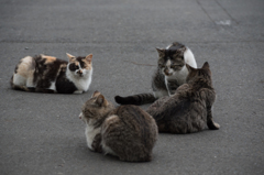 猫 (24 - 32)