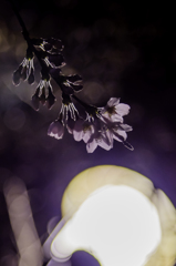 2016桜