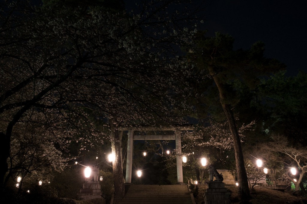 桜