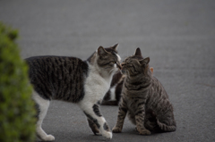 猫 (16 - 32)