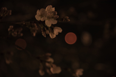 2016桜