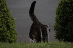 猫 (15 - 32)