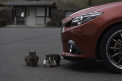 桜とアクセラと猫