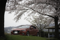 桜