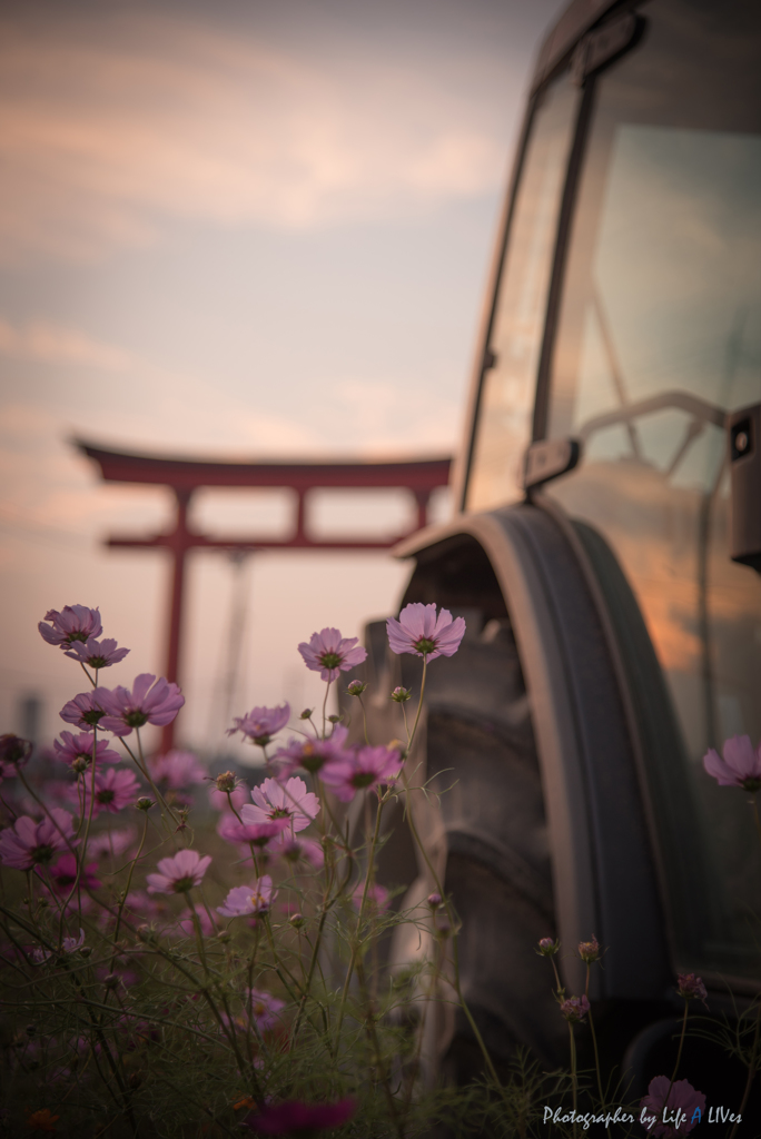 秋桜の咲く中で