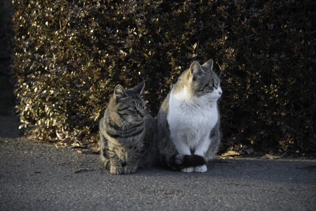 猫