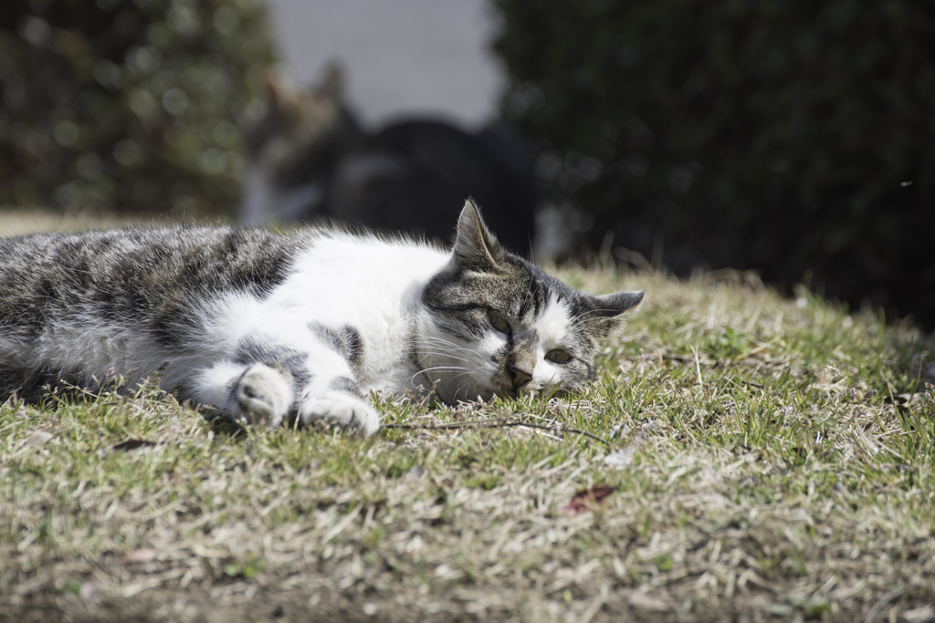 春の陽気と猫