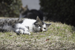 春の陽気と猫