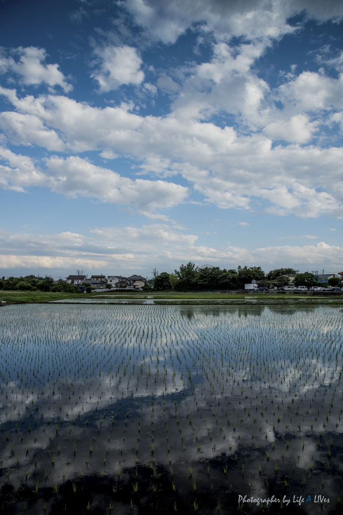 田圃