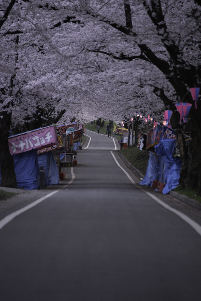 赤城南面千本桜
