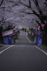 赤城南面千本桜