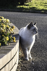 風車と猫