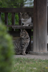 猫 (31 - 32)
