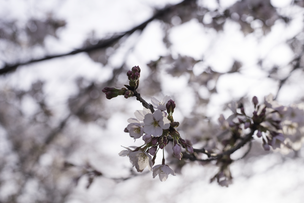 桜