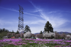 赤城南面千本桜