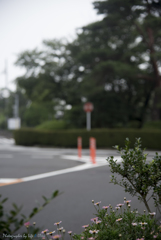 いろは坂を登ると