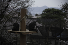 桜を求めて