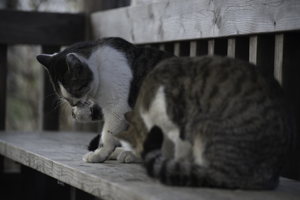 春の陽気と猫