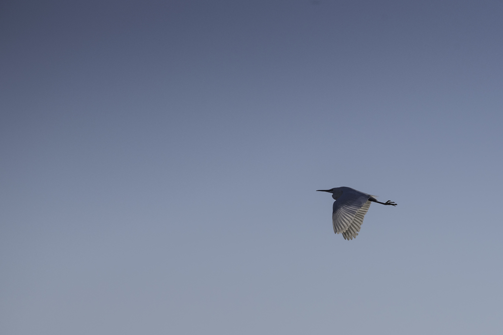 白鳥探し