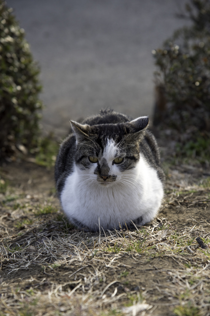 猫