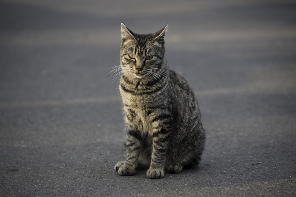 春の陽気と猫