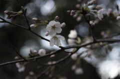 桜とアクセラと猫