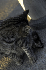 猫