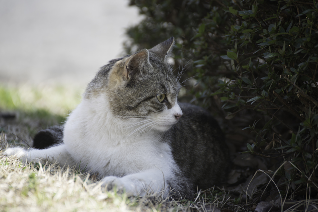 春の陽気と猫