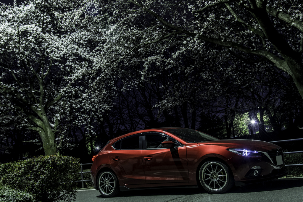 夜桜