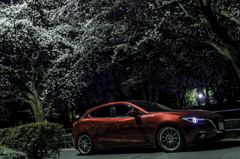 夜桜