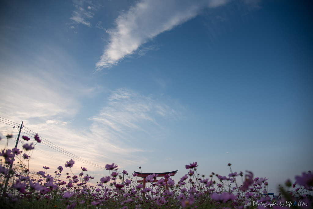 秋桜の咲く中で