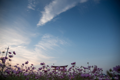 秋桜の咲く中で