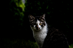 猫 (28 - 32)
