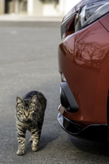 猫