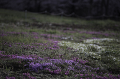 赤城南面千本桜