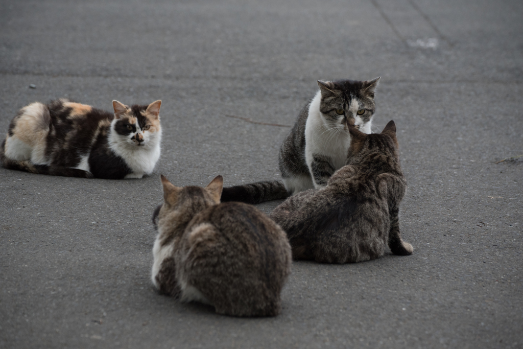 猫 (25 - 32)