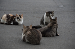 猫 (25 - 32)
