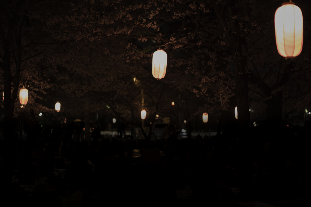 桜を求めて